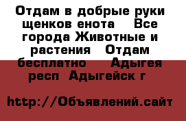 Отдам в добрые руки щенков енота. - Все города Животные и растения » Отдам бесплатно   . Адыгея респ.,Адыгейск г.